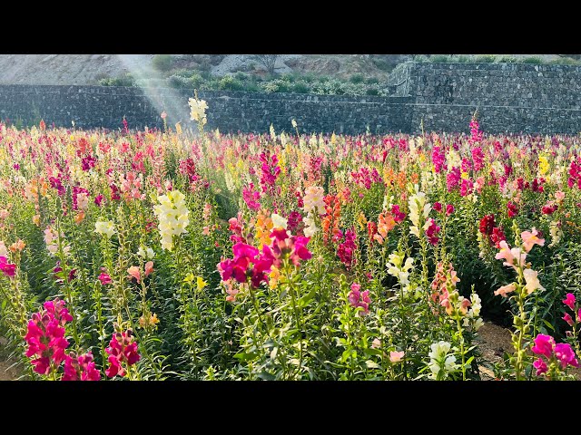 മരുഭൂമിയിലെ പൂന്തോട്ടം !! Ras Al-Khaimah Flower Farm !!! #abhiscafe