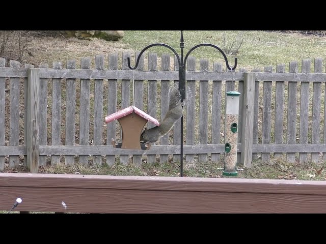 squirrel stretching to bird feeder from shepherd's hook with dismount in St. Louis Co., MO on 2/7/25