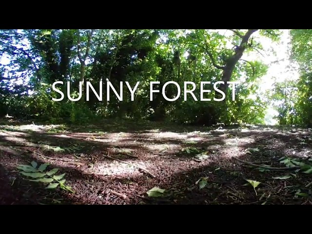 SUNNY FOREST