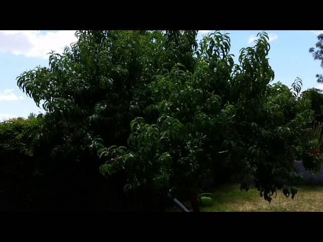 Peach Tree in Arizona