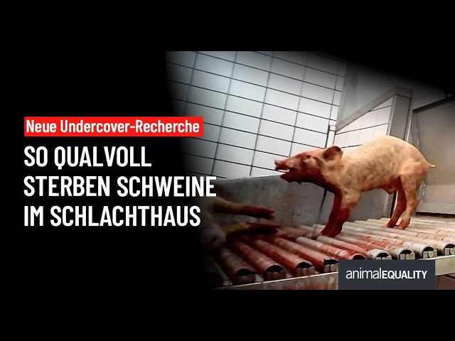 Undercover-Recherche: Brutale Gewalt in Schweineschlachthof