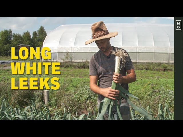 Top 3 Tricks For Growing Amazing LEEKS!