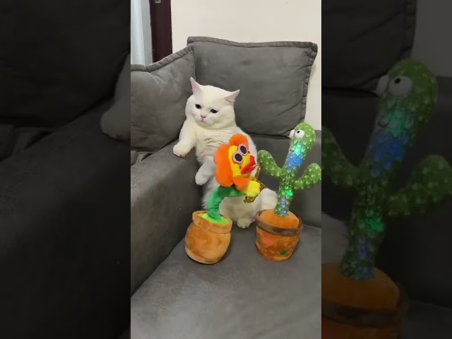 Funny cat video🤪🤪😜😜😜cats nd music