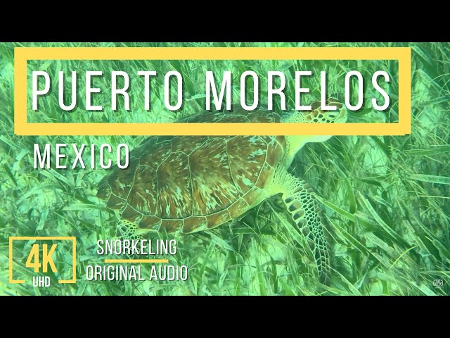 4K Diving the Puerto Morelos Reef National Park , Mexico - Snorkeling Adventure