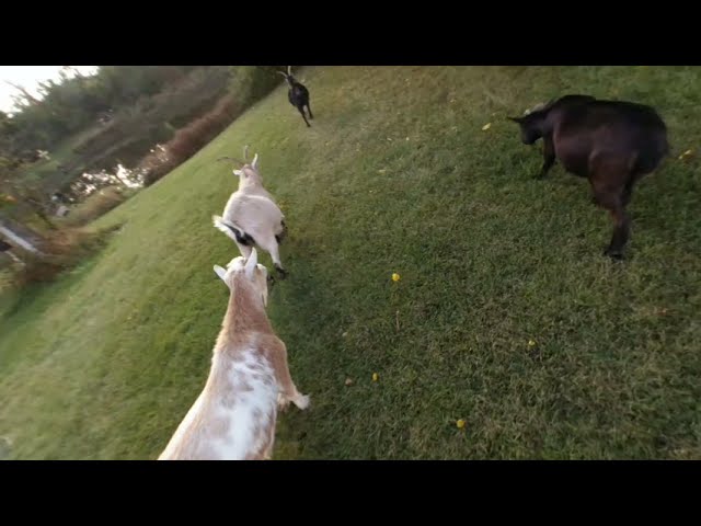 Quick VR coaxing goats with a branch