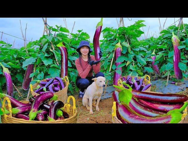 Full 30 day Harvest Eggplants from the Garden To Market To Sell | Thu's Country Life