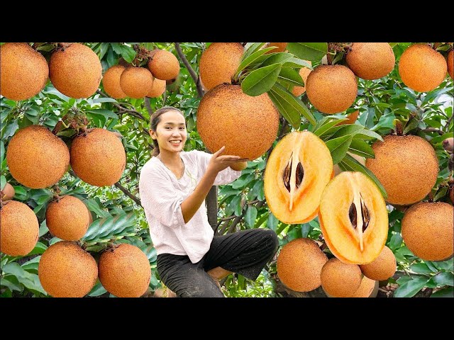 Harvesting SAPODILLA FRUIT, SIRO FRUIT, LYCHEE FRUIT - Cooking & Gardening | #TiểuPhiDailyLife