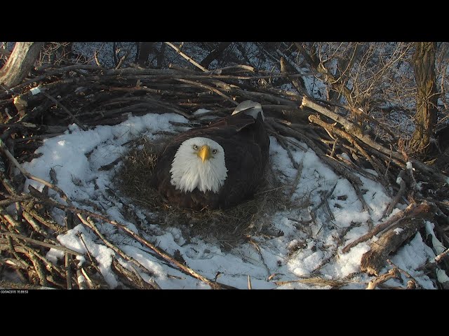 Nongame Wildlife EagleCam - Eagle Habitat