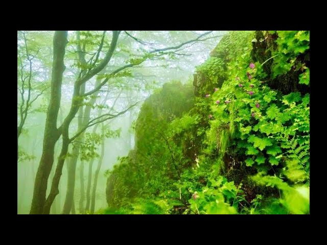 Rain and Wind Sounds For Sleeping - No Thunder - Sleep, Study, Relax