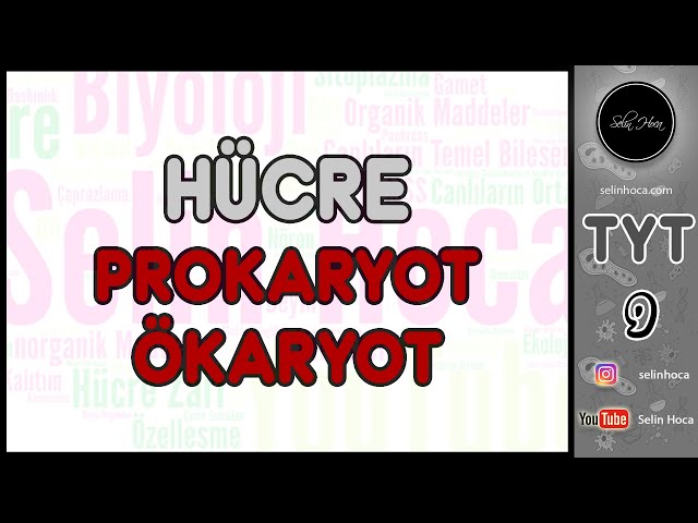 11) Hücre (Prokaryot - Ökaryot)