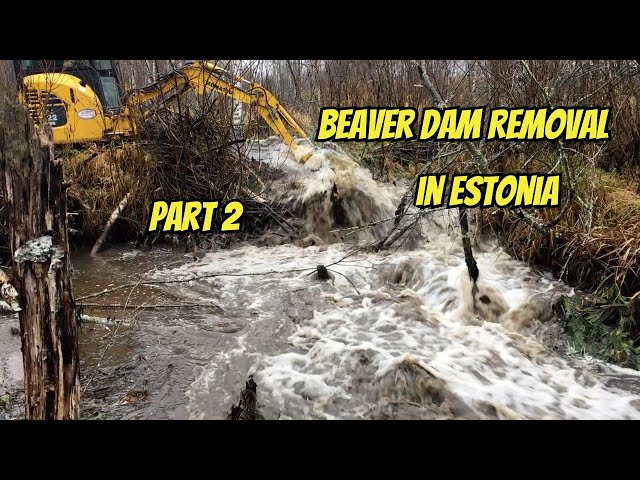 Epic Beaver Dam Excavator Showdown in Estonia Part 2