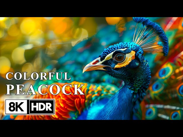 Beautiful Peacock in 8K UHD  - Collection of Colorful Animals