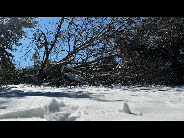 Snow in Georgia!!