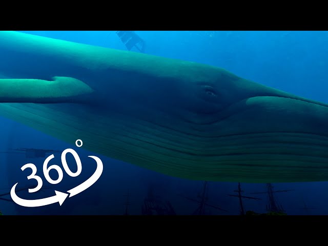 the Blu Whale Encounter/3D 360 VR 4K