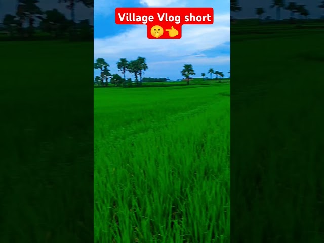 Village Vlog short ♥️💯💯#vlog #vlogs #viralvideo #video #trendingshort#shortfeed #trending #shorts #y