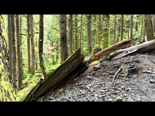 Heather Lake Trail: A Rainy Midsummer Walk (3)