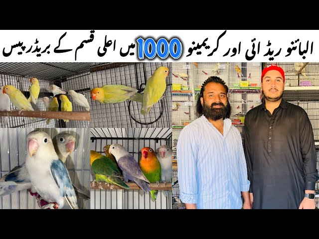 High quality birds in very low price || Best price rates for naew fanciers.