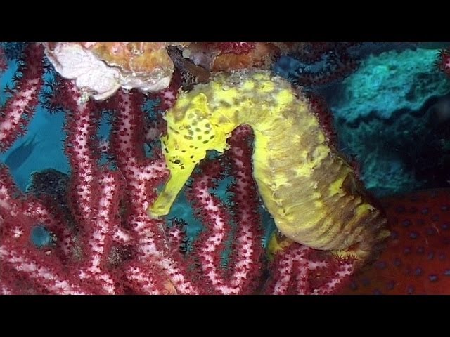 Seahorses, Cornetfishes & Trumpetfishes - Reef Life of the Andaman - Part 8