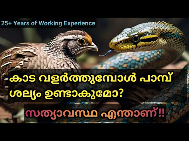 കാട വളർത്തുമ്പോൾ പാമ്പ് ശല്യം ഉണ്ടാകുമോ? | Quail farming in Malayalam | Kaada Farming | poultry farm