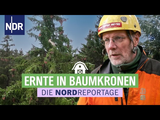 Saatgut für den Wald der Zukunft | Die Nordreportage | NDR