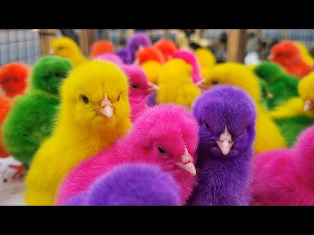 World Cute Chickens - Colorful Chickens - Rainbows Chickens - beautiful chicken - Cat   Cute Animals