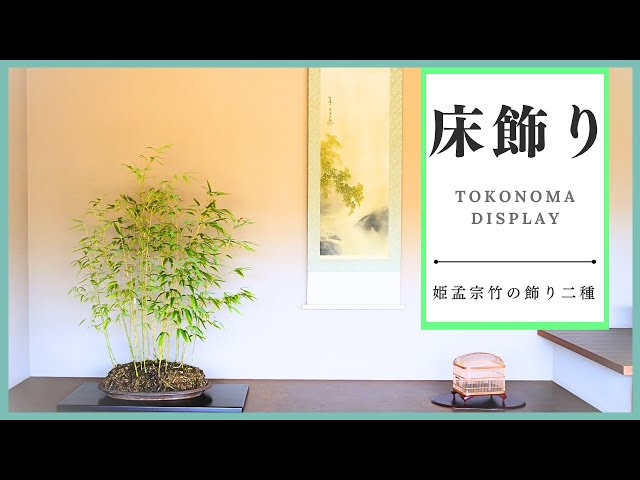 Hanyu Uchiku-tei Tokonoma Display - Summer and Early Autumn Displays with Hime-moso bamboo bonsai-