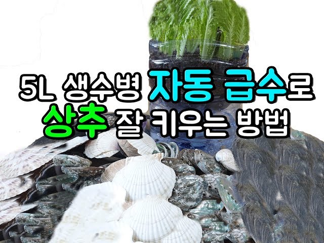 페트병으로 자동급수로 유기농상추 키우는 방법! (How to grow up lettuce by Water supplying)