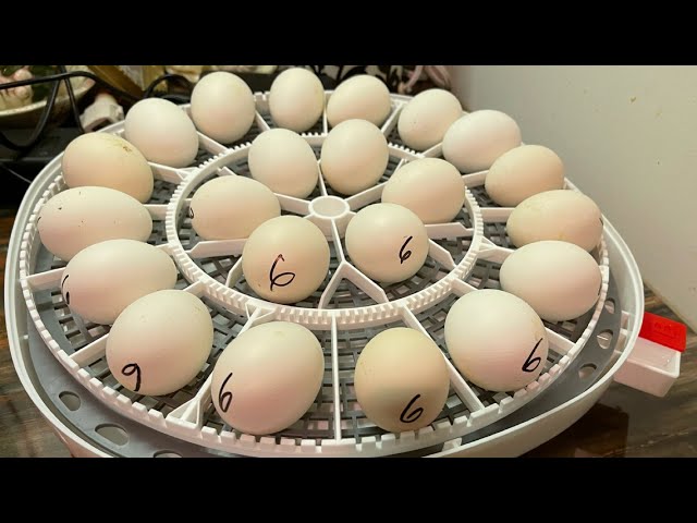 Hatching Eggs| Mimsy’s Vlog| The American Bresse 🇺🇸