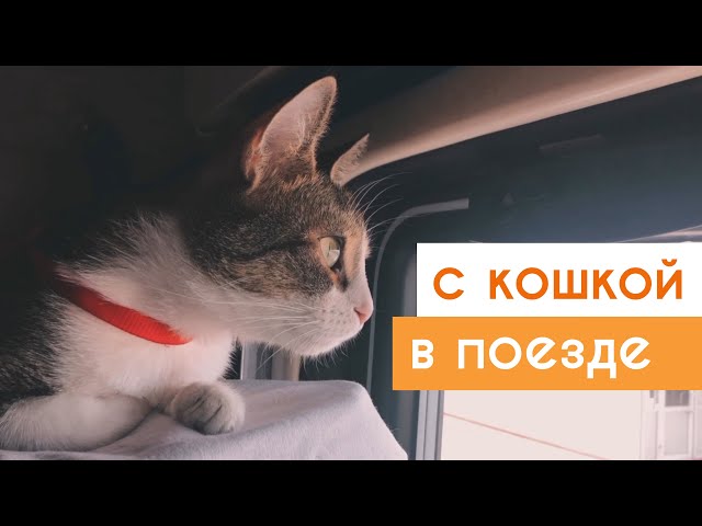 С КОШКОЙ В ПОЕЗД: КАК ПОДГОТОВИТЬСЯ? ЧТО ВЗЯТЬ С СОБОЙ?