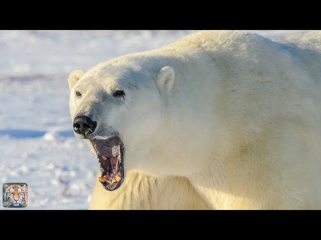 Biggest Predator on Land: The Polar Bear!