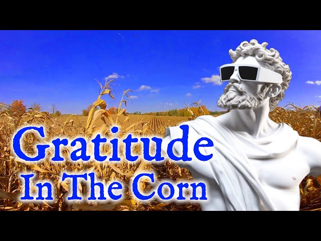 Gratitude - The Splendor of the Corn Field and the Cycle of Life | Virtual Reality / VR180