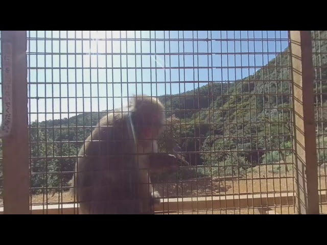 Feed a Monkey in Japan! [VR 180]