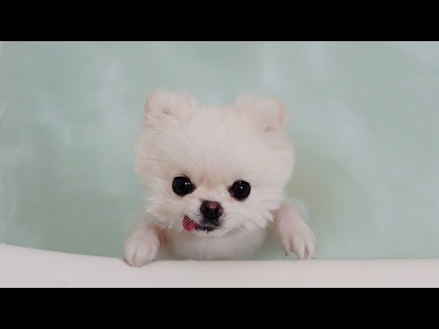 I filled the bathtub with water to teach my dog to swim..