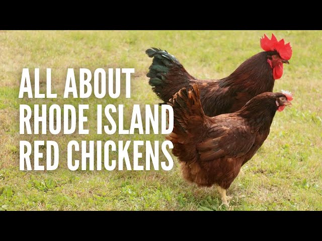 Rhode Island Red Chickens: Everything You Should Know