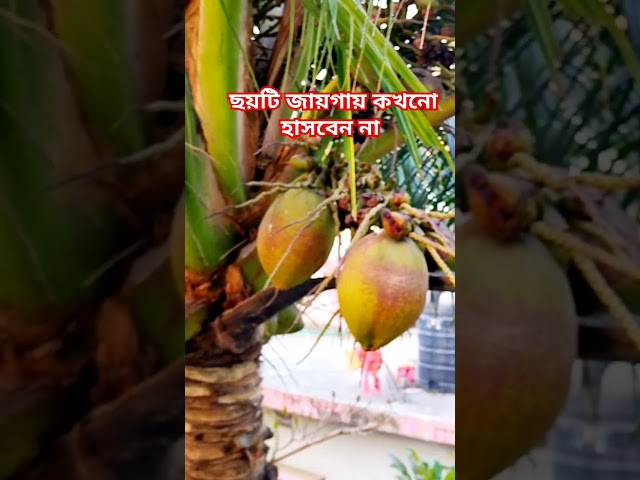 ছয়টি জায়গায় কখনো হাসবেন না  #trending #shortvideo #shortsvideo #tiktok #shorts @nadiasvlog8338