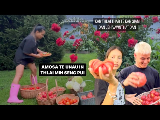 FATE NEN TOMATO || HUAN THLAI SENG TE LEH KAN SAWNGBAWL CHHUNZAWM DAN