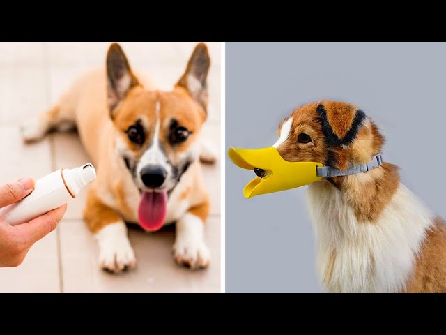 50 Coolest Pet Products | Most Trending Pet Accessories of 2024