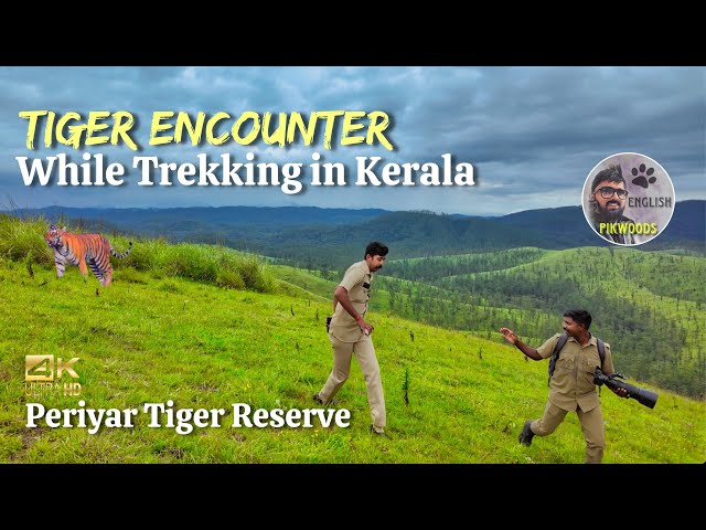 Encounter with Tiger while trekking in Kerala Forest | Gavi safari English in Periyar Thekkady