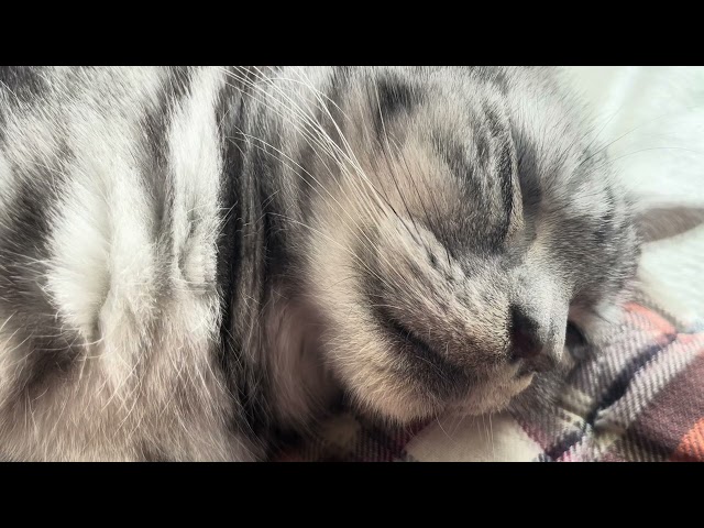 [Sleep ASMR] A cat that can't stop rumbling in the warm sunny weather for 1 hour.