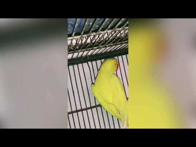 Yellow ringneck