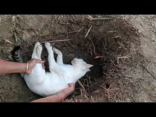 শখের বিড়াল আর নেই । Civet Cat Bon Biral ।। Village And Animal Life