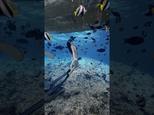 人生是一场体验，请尽兴～ 自由潜水马尔代夫freediving