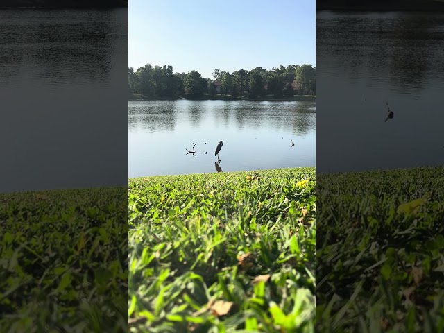 Chilling in the Water