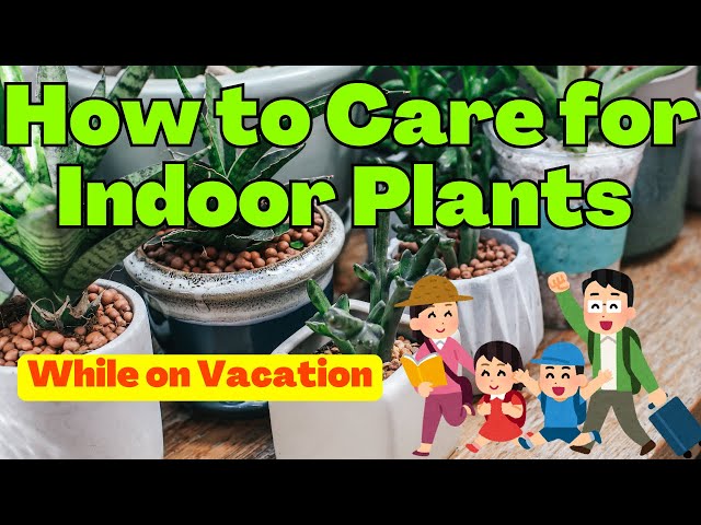 How to Care for Indoor Plants While on Vacation