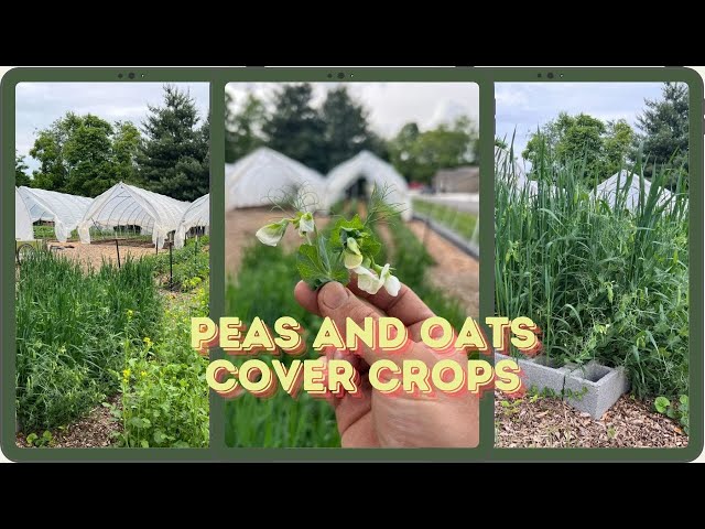 IMPROVE your raised bed soil the EASY Way! (With cover crops)