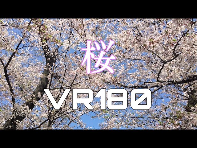 花見の甘い夢VR　Sweet Dream 2020(VR180)