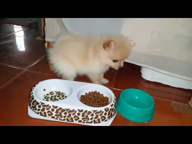 Cute Pomeranian The Playful Tiny and Sweet