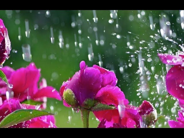 Rain Sounds with Tibetan Singing Bowls and Birds chirping