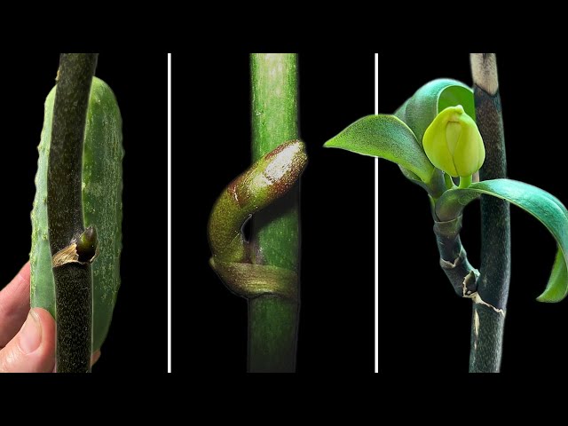 Stop Wasting Cucumbers! Orchid Growth Secret Revealed