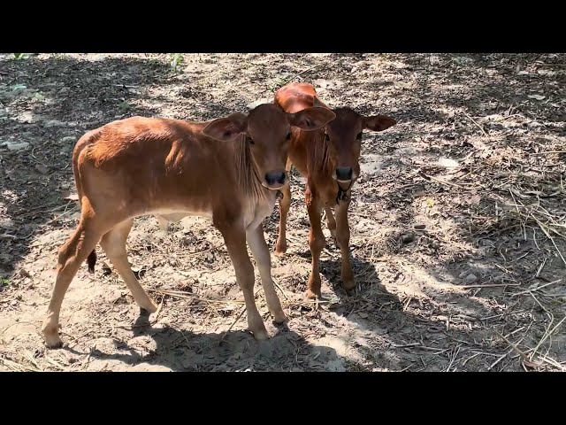 Cute Cow Baby Calf in village | Animal  Royalty free stock video footage - No copyright | 4k